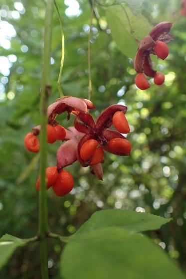 P9257425 (373x560).jpg