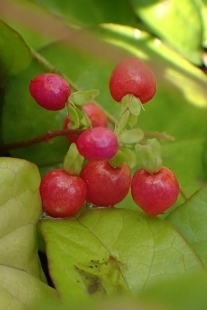 P9257455 (207x310).jpg