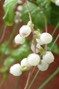 P9257456 (207x310).jpg