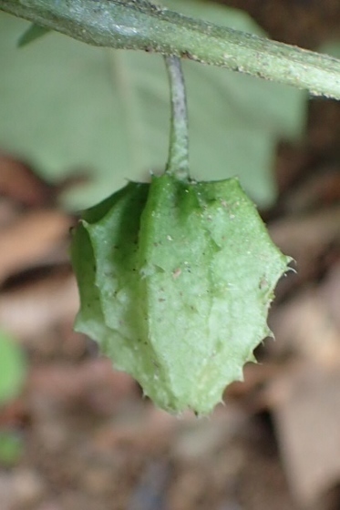P9257464 (373x560).jpg