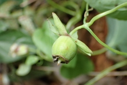 P9277553 (440x293).jpg