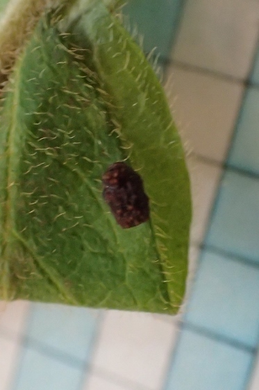 P9287501 (373x560).jpg