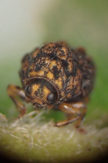 P9287506 (373x560).jpg