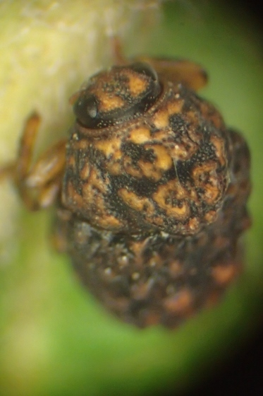 P9287507 (373x560).jpg
