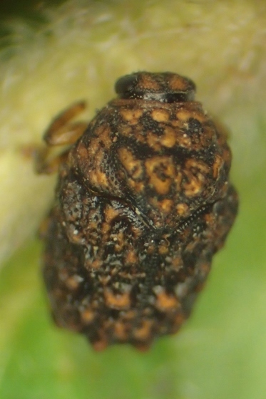 P9287508 (373x560).jpg