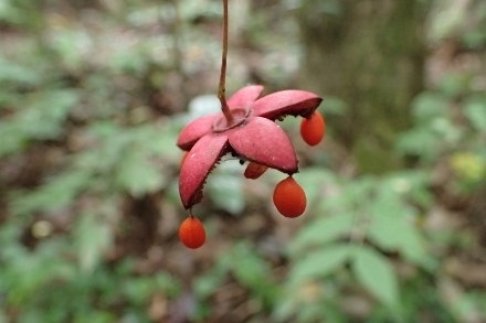 PA047587 (440x293).jpg