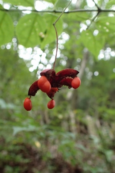 PA047588 (373x560).jpg