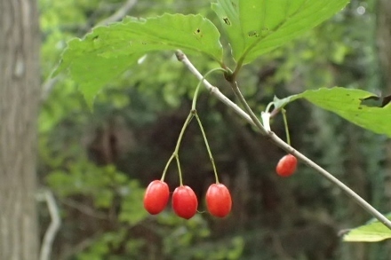 PA047631オトコヨウゾメ (440x293).jpg