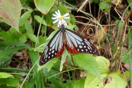 PA060994アサギマダラ (440x293).jpg
