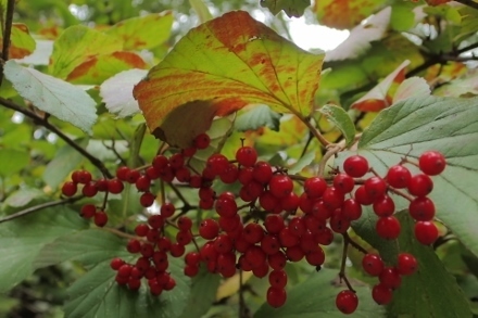 PA223172ガマズミ (440x293).jpg
