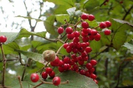 PA223174ガマズミ (440x293).jpg