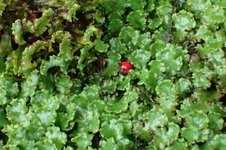 PA227810 (440x293).jpg