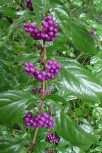 PA227813 (207x310).jpg