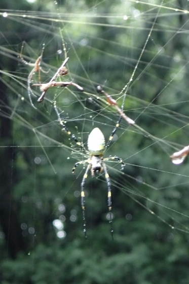 PA227817 (373x560).jpg