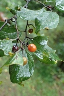 PA227819 (207x310).jpg