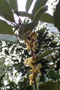 PA227822 (207x310).jpg