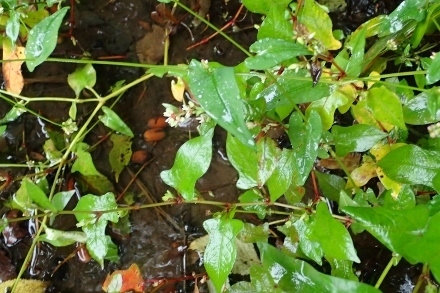 PA227826 (440x293).jpg