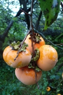 PA227836 (207x310).jpg
