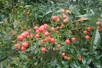 PA227839 (210x140).jpg
