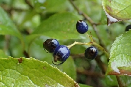 PA227840 (440x293).jpg