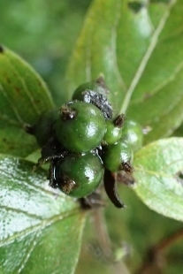PA227841 (207x310).jpg