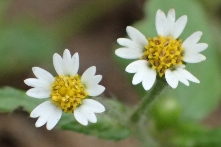 PA288136ハキダメギク (440x293).jpg