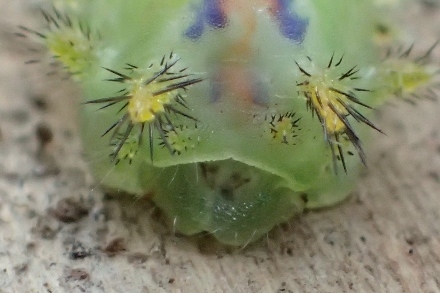PA318149 (440x293).jpg