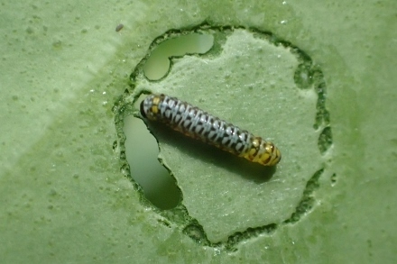 PA318156 (440x293).jpg