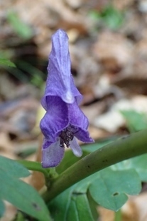 PB028180 (207x310).jpg