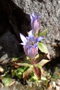 PB028194リンドウ (207x310).jpg