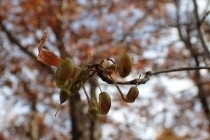 PB028231 (210x140).jpg