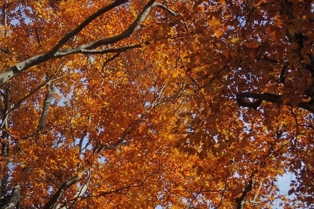 PB028237 (440x293).jpg