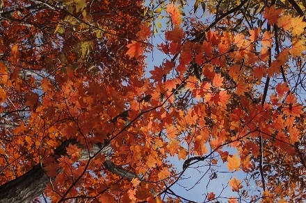 PB028240 (440x293).jpg