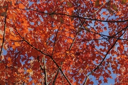 PB028259 (440x293).jpg
