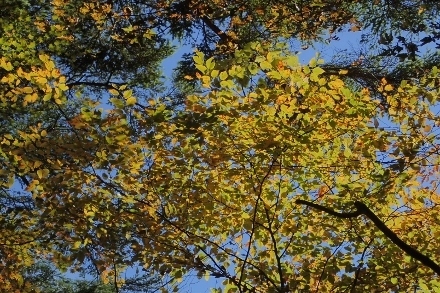 PB028262 (440x293)イヌブナ?.jpg