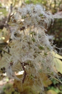 PB028267 (207x310).jpg