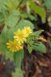 PB028278 (207x310).jpg