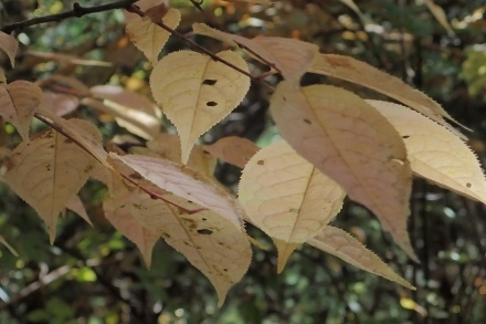 PB028285ウワミズザクラ (440x293).jpg