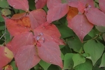 PB028289 (210x140).jpg