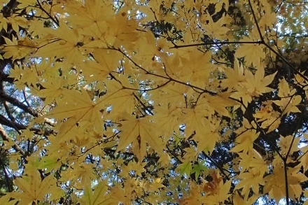 PB028293 (440x293).jpg