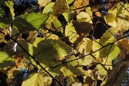 PB028295キブシ (440x293).jpg