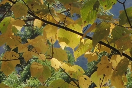 PB028296 (440x293).jpg