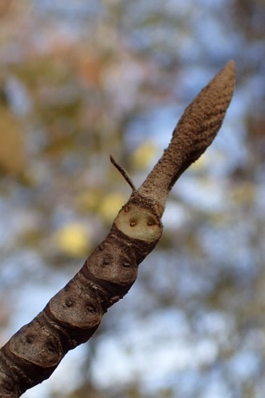 PB028302 (373x560).jpg