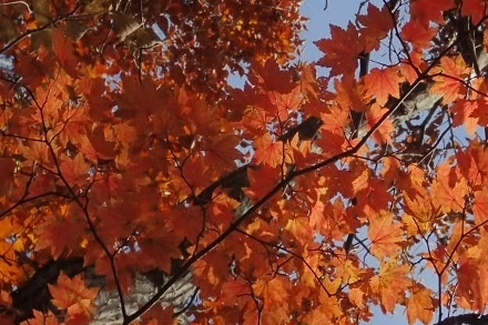 PB028303 (440x293).jpg