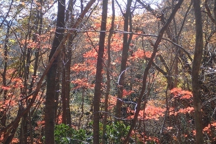 PB098366 (440x293).jpg