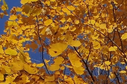 PB098377 (440x293)ダンコウバイ.jpg