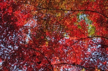 PB178664 (440x293).jpg