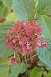 PB178702 (207x310).jpg