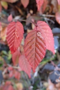 PC099263 (200x300)アカシデ?.jpg