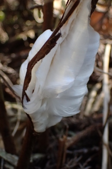 PC129416 (393x590).jpg